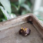 Dark Chocolate Orange Macadamia Date Clusters | Living Healthy in Seattle